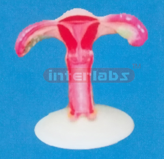 BIG MAGNIFIED UTERUS MIDDLE PLANE DISSECT (B TYPE)